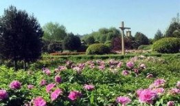 洛阳植物园最新爆料,探秘植物界的“秘境奇观”