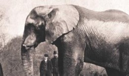 大象玛莉爆料事件视频在线观看,揭秘事件背后惊人真相