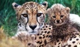 东北猛兽爆料视频播放,揭秘神秘生物真实面目