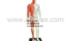 人体模型最新爆料网,科技与健康的完美融合