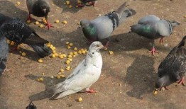 网红吃瓜鸽子是真的吗视频,真相揭秘还是炒作？