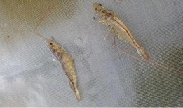 对虾养殖爆料怎么做视频,视频带你探秘对虾养殖全过程