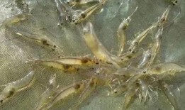 对虾养殖爆料怎么做视频,视频带你探秘对虾养殖全过程