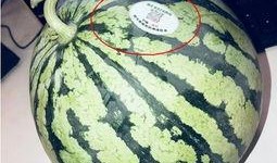 酒吧吃瓜网红叫什么,网红“吃瓜达人”在酒吧的爆笑瞬间