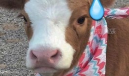 娱乐吃瓜酱简介,揭秘娱乐圈幕后故事，带你领略明星真实生活