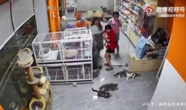 爆料六安宠物店事件视频,揭露背后残酷真相