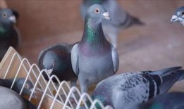 网红吃瓜鸽子是真的吗视频,真相揭秘还是炒作？