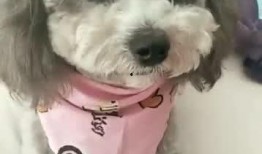 看萌狗最新爆料视频网站,揭秘热门视频网站背后的精彩瞬间