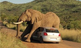 大象玛莉爆料事件视频在线观看,揭秘事件背后惊人真相