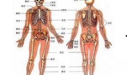 人体模型最新爆料网,科技与健康的完美融合