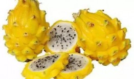 独家爆料火龙果视频下载,火龙果视频下载攻略，轻松获取热门内容！