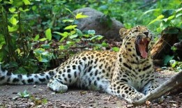 东北猛兽爆料视频播放,揭秘神秘生物真实面目