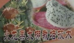 独家爆料火龙果视频下载,火龙果视频下载攻略，轻松获取热门内容！