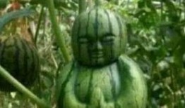 诸暨网红吃瓜事件真相,真相背后引人深思