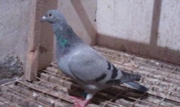 网红吃瓜鸽子是真的吗视频,真相揭秘还是炒作？